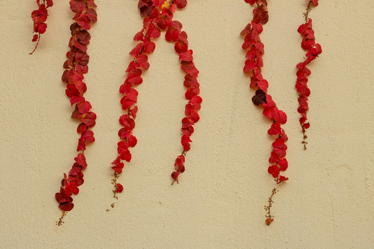墙壁上红色树叶