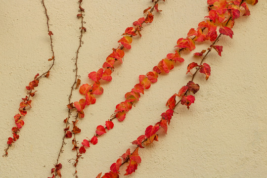 墙壁上红色树叶