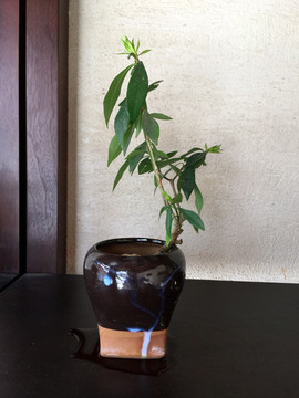 植物
