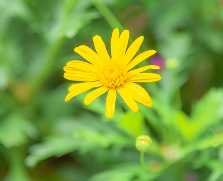 小雏菊