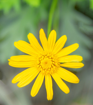 小雏菊