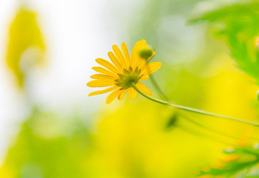 小雏菊