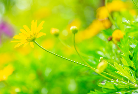 小雏菊