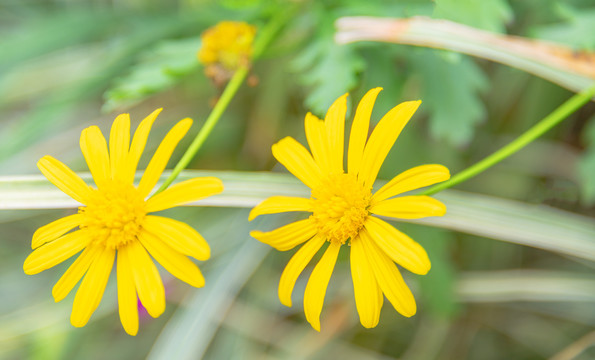 小雏菊