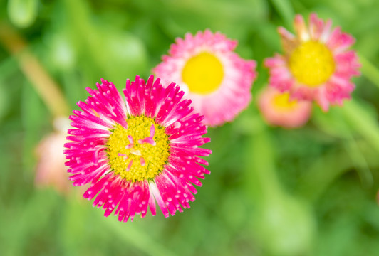 小雏菊