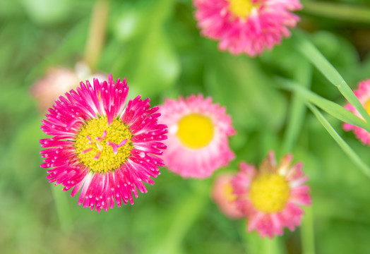 小雏菊