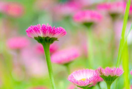 小雏菊