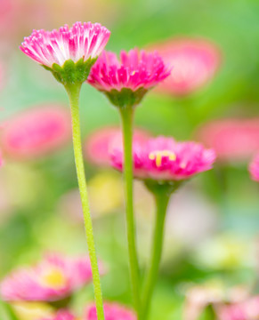 小雏菊