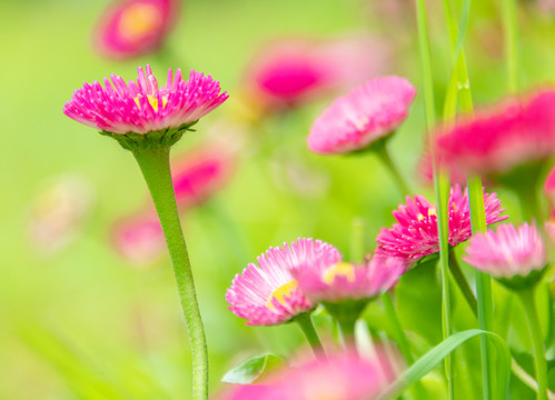 小雏菊