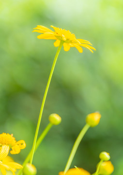 小雏菊