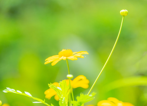 小雏菊