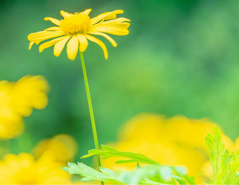 小雏菊