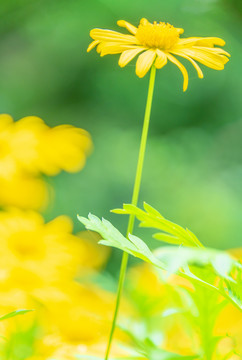 小雏菊