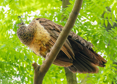 停驻在树枝上的一只漂亮孔雀
