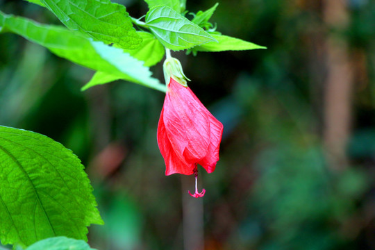 小悬铃花