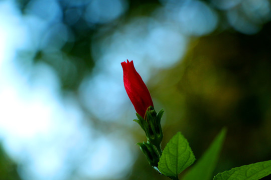 小悬铃花