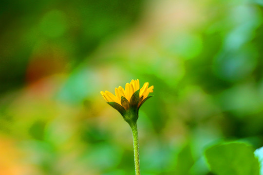 日光菊