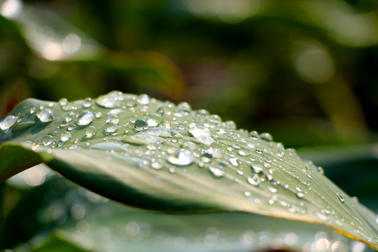 晨露雨水