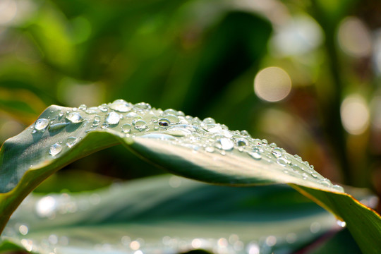 晨露雨水