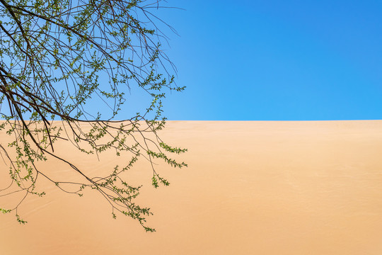 沙漠沙山与柳枝