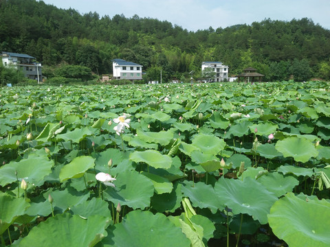 莲花