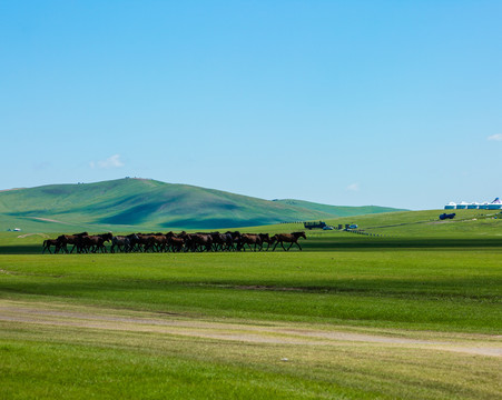 呼伦贝尔草原马群蒙古包