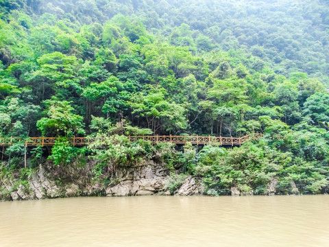 雨林