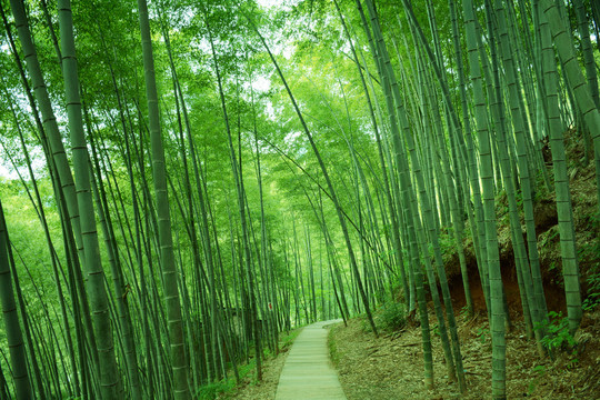 竹林小路