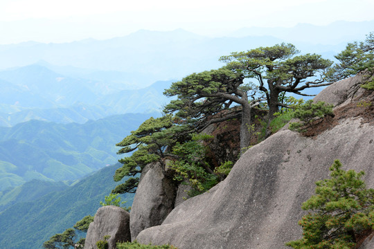 黄山松