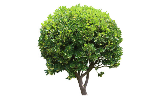 冬青球體植物