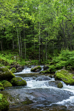 森林绿树流水