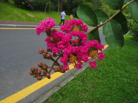 紫薇花