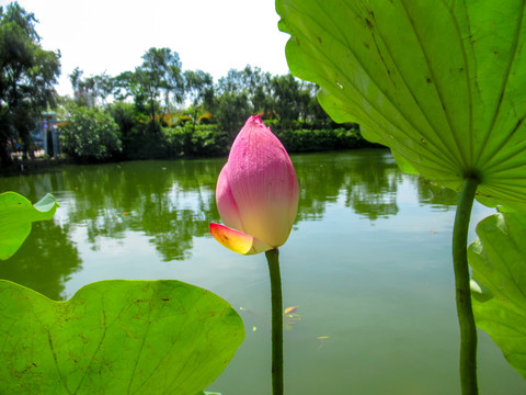 荷花花苞