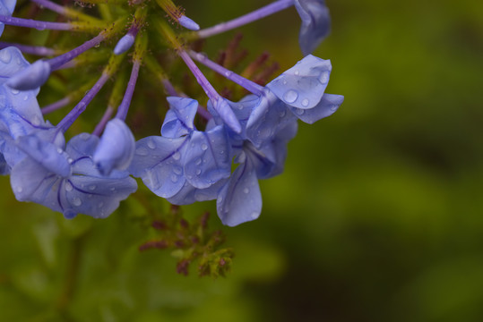 雨中蓝雪花