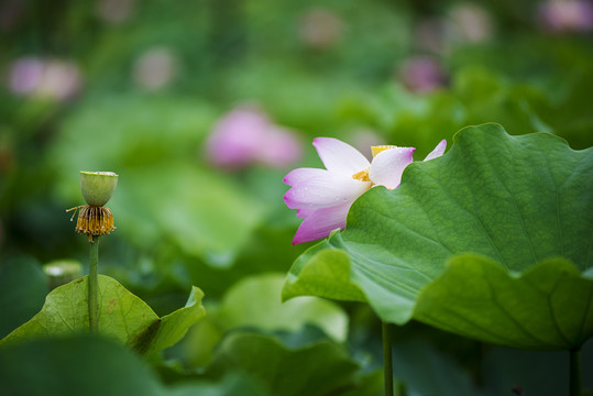 荷花