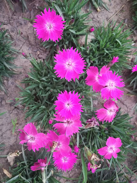 小紅花