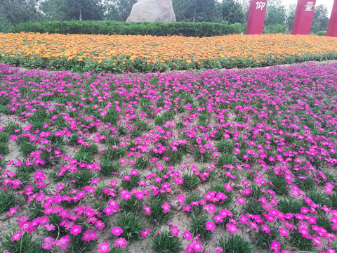 小紅花