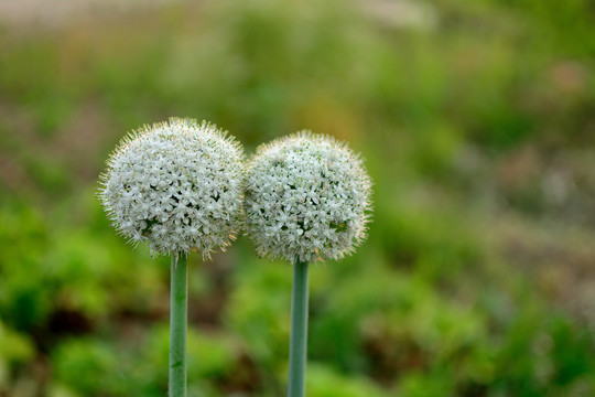 洋葱开花