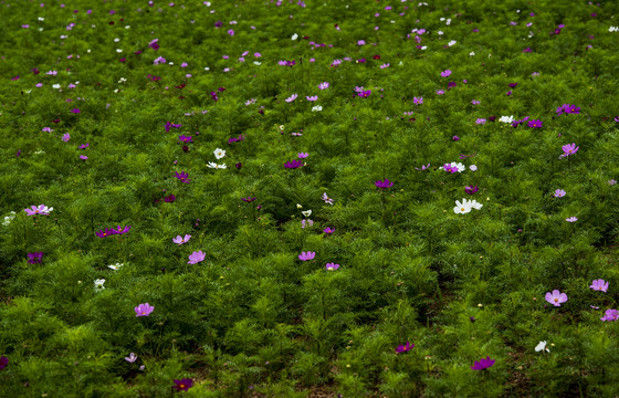 格桑花