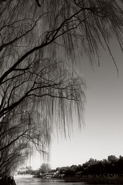 北京护城河边的垂柳