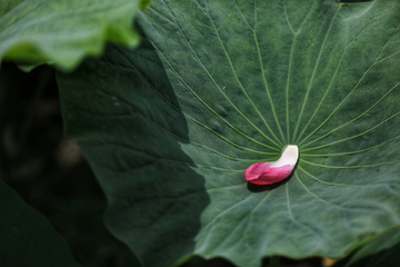 花瓣