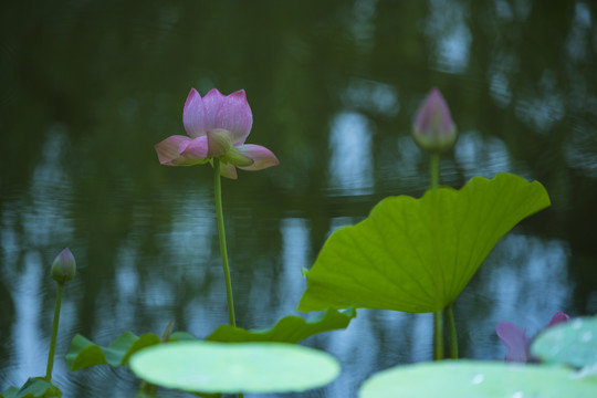 荷花