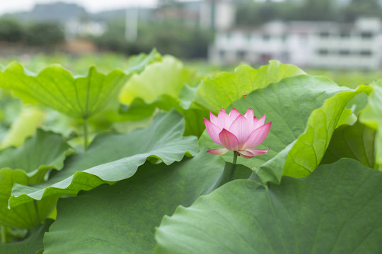 荷花