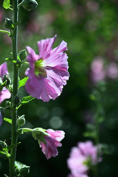 蜀葵花