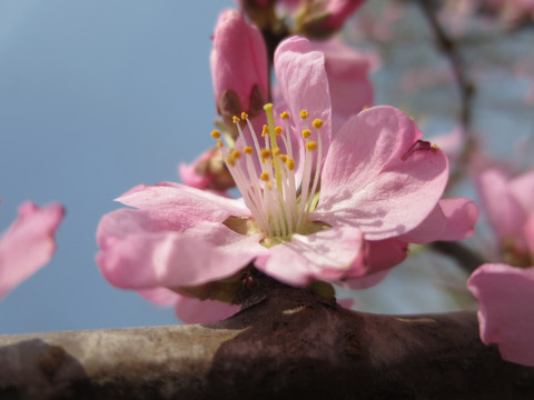 桃花