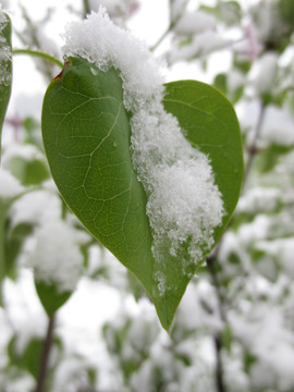 绿叶上的积雪