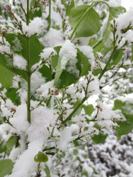 绿叶上的积雪