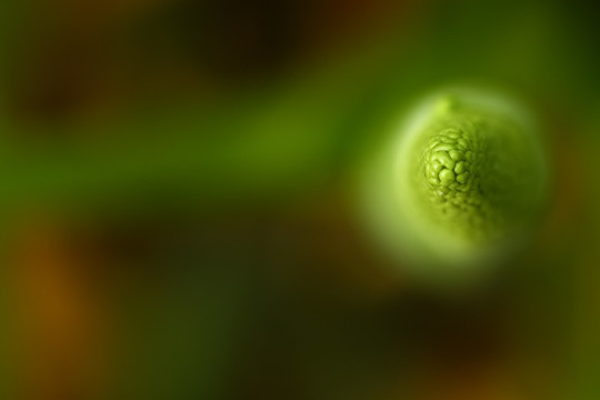 植物微距特写