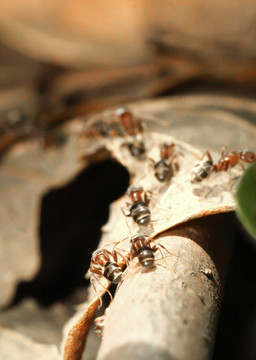 蚂蚁搬家