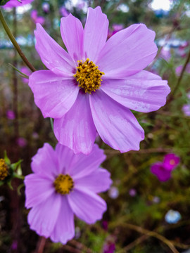 秋季格桑花素材